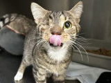 À adopter : chat tigré de 10 ans