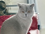 Mâle British Shorthair LOOF de qualité disponible pour saillie