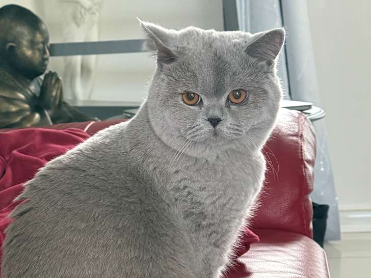 Mâle British Shorthair LOOF de qualité disponible pour saillie