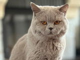 Mâle British Shorthair LOOF de qualité disponible pour saillie