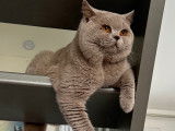 Mâle British Shorthair LOOF de qualité disponible pour saillie