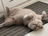 Mâle British Shorthair LOOF de qualité disponible pour saillie