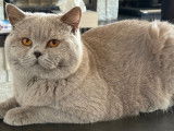 Mâle British Shorthair LOOF de qualité disponible pour saillie
