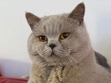Mâle British Shorthair LOOF de qualité disponible pour saillie