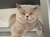 Mâle British Shorthair LOOF de qualité disponible pour saillie