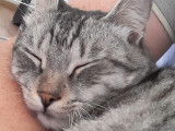 Zizou, magnifique chat mâle tigré à donner