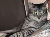 Zizou, magnifique chat mâle tigré à donner