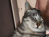 Zizou, magnifique chat mâle tigré à donner