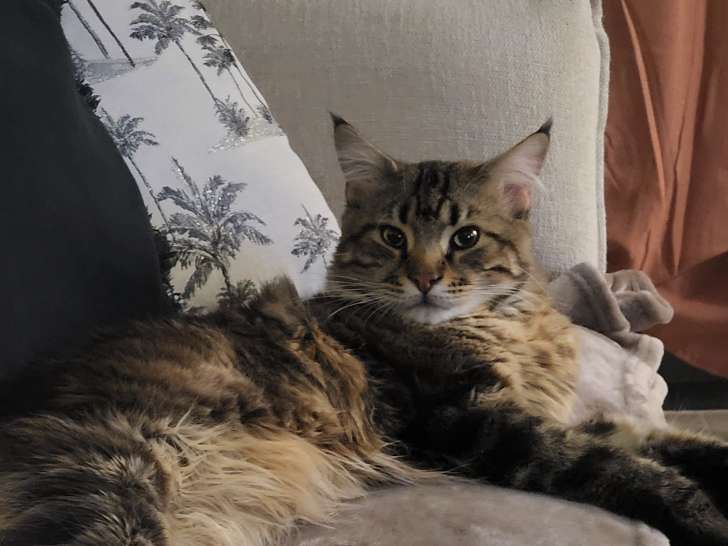 Chat Maine Coon brown blotched tabby disponible pour saillie