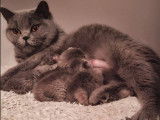 Réservation d’une portée de 5 chatons British Shorthair bleus LOOF