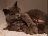 Réservation d’une portée de 5 chatons British Shorthair bleus LOOF
