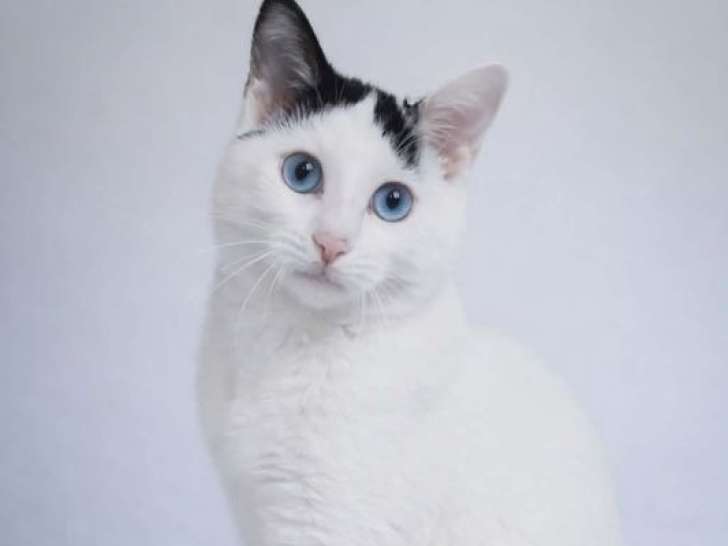 Chaton mâle Japanese Bobtail LOOF à vendre