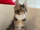 3 chatons Maine Coon LOOF à vendre