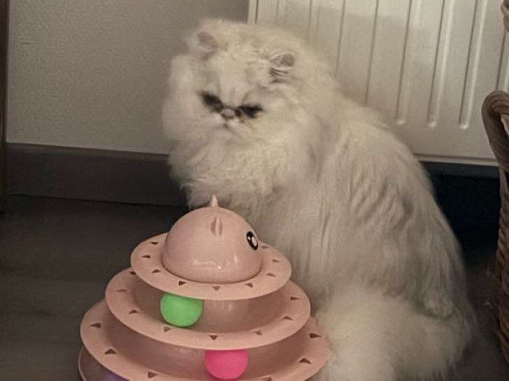 À vendre, chatonne Persan chinchilla non-LOOF de 8 mois