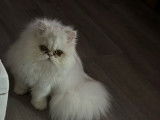 À vendre, chatonne Persan chinchilla non-LOOF de 8 mois
