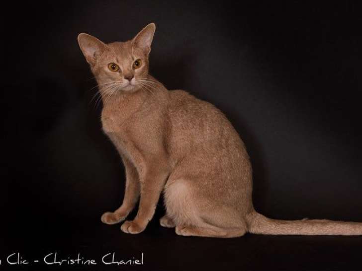 Saillie proposée pour mâle Abyssin fawn LOOF