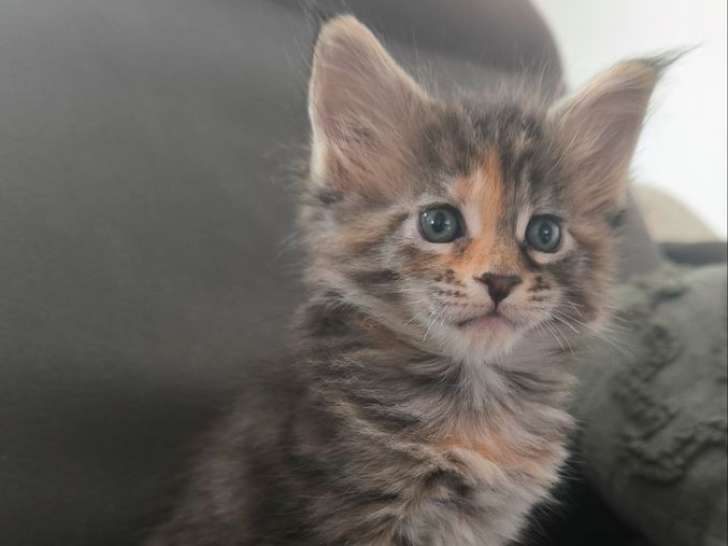 À réserver, 3 chatons Maine Coon LOOF, red et brown tortie, nés en janvier 2026, 2 femelles et 1 mâle