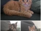 À réserver, 3 chatons Maine Coon LOOF, red et brown tortie, nés en janvier 2026, 2 femelles et 1 mâle
