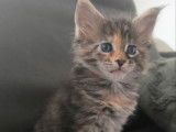 1 femelle Maine Coon LOOF bleu silver blotched tabby à vendre, née en novembre 2025