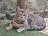1 mâle Bengal blue tabby à vendre, castré, LOOF, né en mars 2024