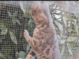 1 mâle Bengal blue tabby à vendre, castré, LOOF, né en mars 2024