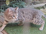 1 mâle Bengal blue tabby à vendre, castré, LOOF, né en mars 2024