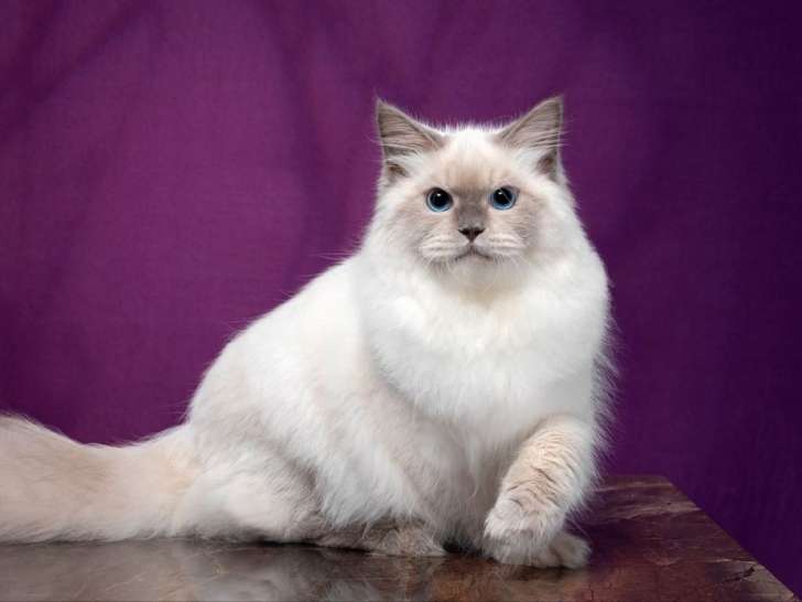 Saillie proposée pour mâle Sibérien Neva Masquerade Blue Point LOOF