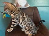 À vendre, 3 chatons Bengal LOOF, brown tabby, mâle et femelles, nés en décembre 2025