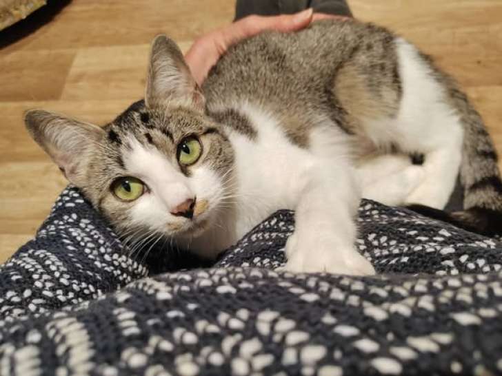 Georgia, chatte à adopter en association