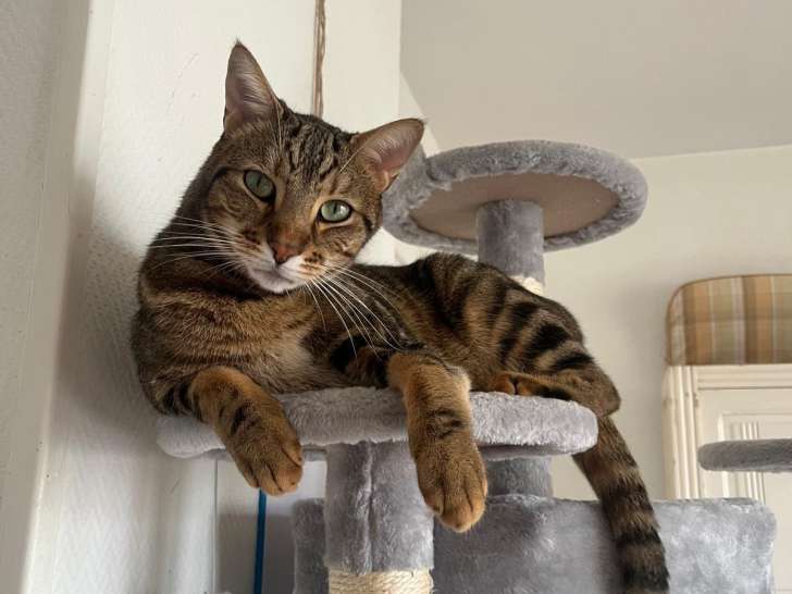 Sangha chat à adopter en association