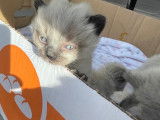 Chatons Siamois a vendre