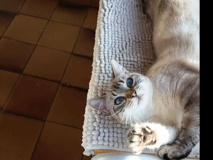 À adopter : chaton femelle de 9 mois seal point