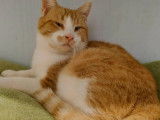 En quête d’un foyer : chat roux et blanc d’un an