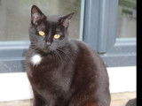 Adoption disponible : chatte noire de 3 ans