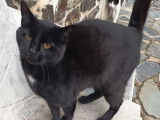 Adoption disponible : chatte noire de 3 ans