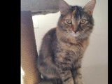 Adoption disponible : chaton femelle tricolore de 10 mois