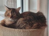 Adoption disponible : chaton femelle tricolore de 10 mois