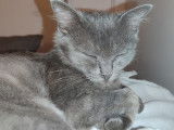 Prête pour l’adoption : chatte grise d’un an