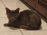 Prête pour l’adoption : chatte grise d’un an
