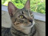 En attente d’un foyer : chat tigré gris d’un an
