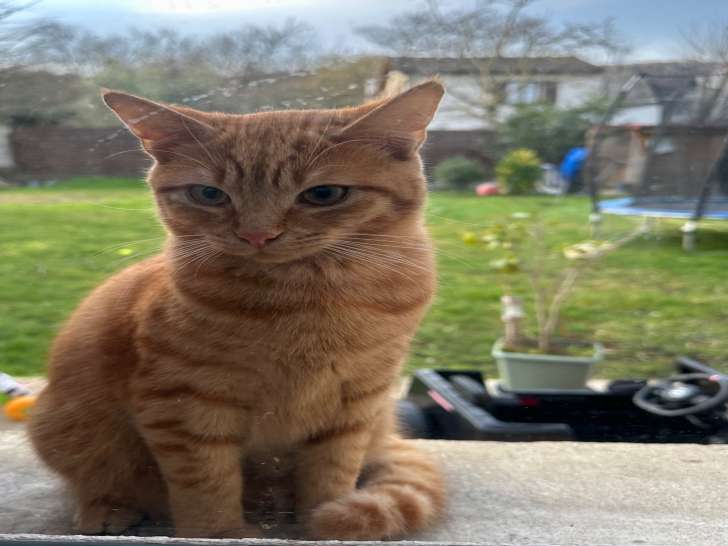 Chaton roux à donner