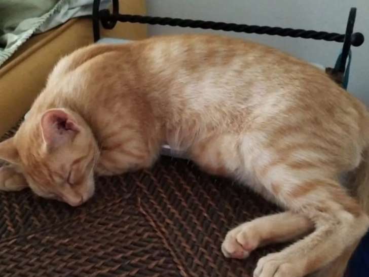 À la recherche d’une famille : chat roux d’un an