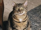 Prêt pour l’adoption : chaton mâle tigré de 11 mois
