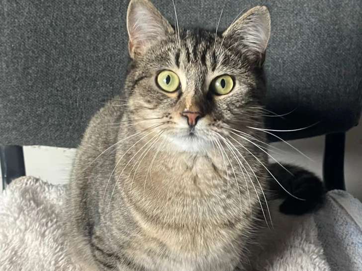 En quête d’un foyer : chaton femelle de 9 mois tigrée