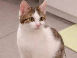 Prêt pour l’adoption : chaton femelle de 10 mois tigré blanc