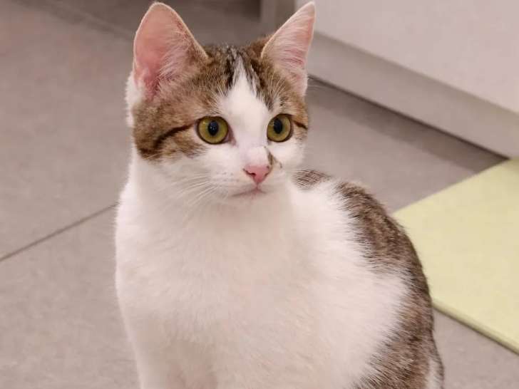 Prêt pour l’adoption : chaton femelle de 10 mois tigré blanc