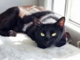 À adopter : chatte noire d’un an