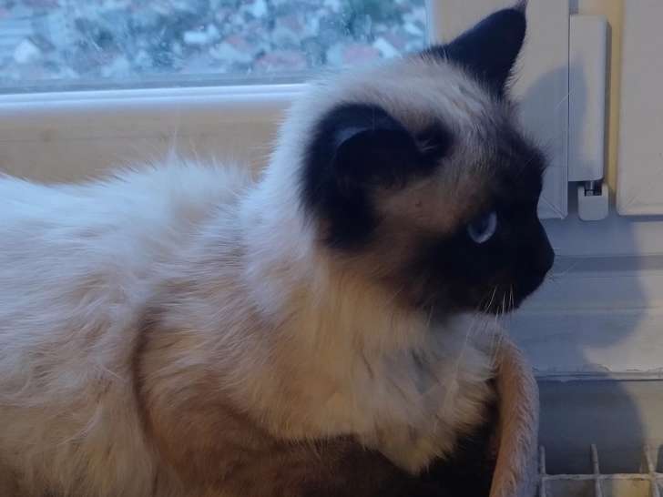 En quête d’un foyer : chat Siamois d’un an