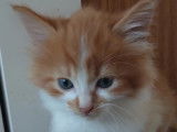 En attente d’adoption : chaton mâle roux et blanc de 6 mois