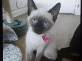 À adopter : chat Siamois beige d’un an